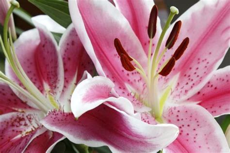 lilypdds|Facts About Lily Pads .